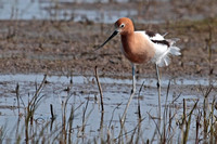 Shorebirds