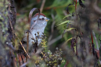 American Tree Sparrow