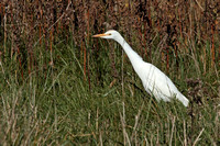 Cattle Egret