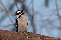 Downy Woodpecker