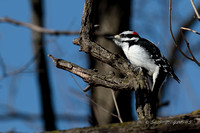 Hairy Woodpecker