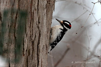 Hairy Woodpecker