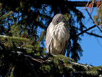 Black-crowned Night Heron - Juvenile