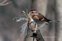 American Tree Sparrow