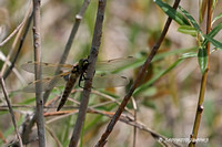 4-Spotted Skimmer Dragonfly