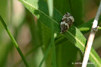 Dusky Leafroller Moth