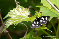 8-Spotted Forester Moth