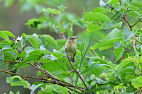 American Redstart - Juvenile