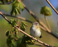 Vireos