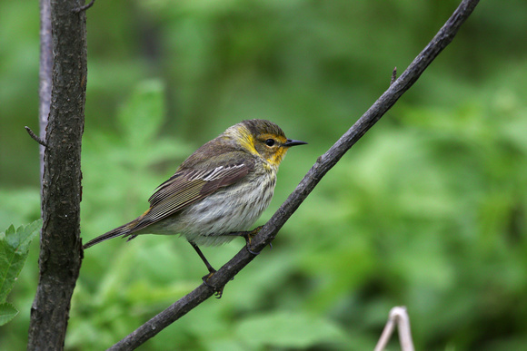 Cape May Warbler (F)