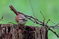 Carolina Wren