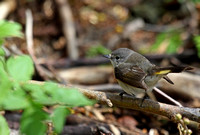 American Redstart - Female