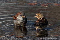 Dickcissel