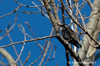 European Starling