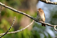 Indigo Bunting - Female