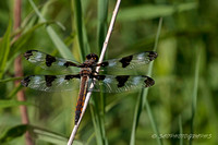 12 Spotted Dragonfly