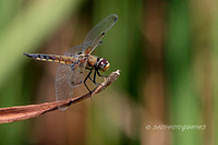 4 Spotted Skimmer Dragonfly