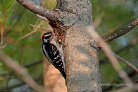 Downy Woodpecker