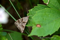 Forage Looper Moth