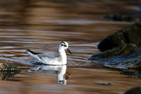 Red Phalarope