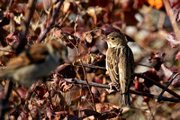 Dickcissel