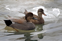 Gadwall