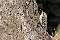 Brown Creeper