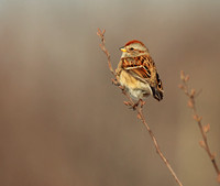 American Tree Sparrow