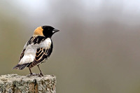 Bobolinks/Meadowlarks