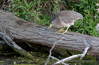 Black-crowned Night Heron