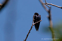 Purple Martin Swallow