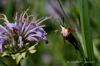 Clearwing Snowberry Moth