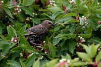 European Starling