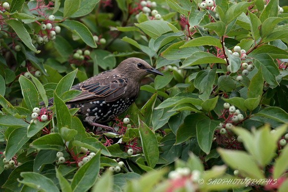 European Starling