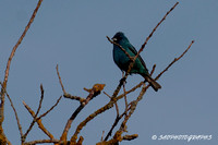 Indigo Bunting