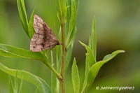 Dark Phalaenostola Moth