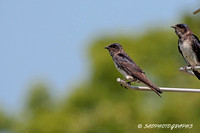 Purple Martin - Female