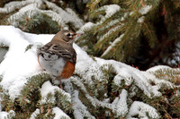 American Robin