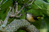 American Redstart - Female
