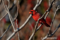 Northern Cardinal