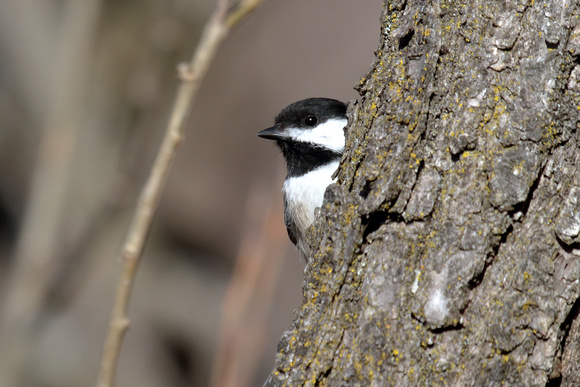 Black-capped Chickadee