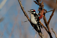 Downy Woodpecker