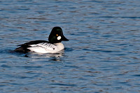 Common Goldeneye