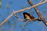 American Redstart Warbler