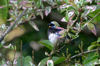 Golden-hooded Tanager