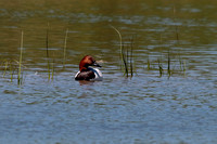 Canvasback