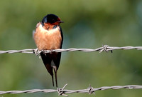 Barn Swallow