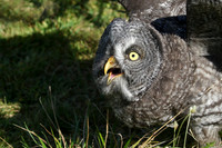 Great Grey Owl