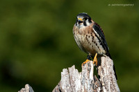 American Kestrel