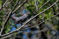 Gray Catbird